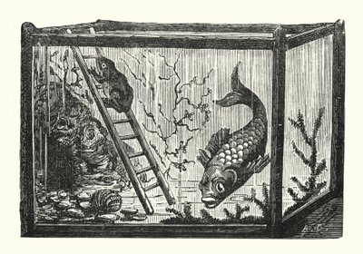 Peixe e rã num aquário (gravura) de Albert Robida