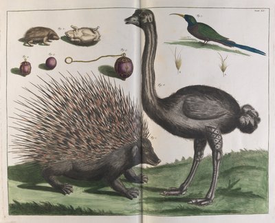 Malacca Hedgehog, Erinaceus malaccensis, e Avestruz, Struthio carmelis de Albertus Seba