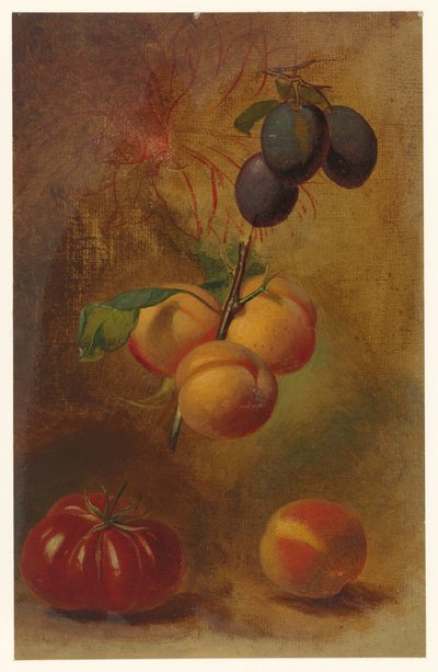 Natureza morta com ameixas, damascos e tomate de Albertus Steenbergen