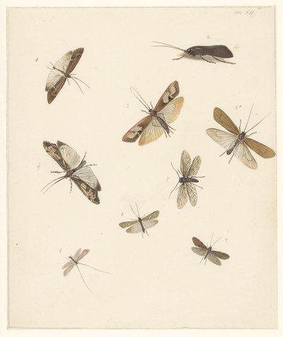 Folha de estudo com oito mariposas de Albertus Steenbergen