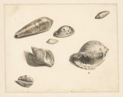 Folha de estudo com várias conchas de Albertus Steenbergen