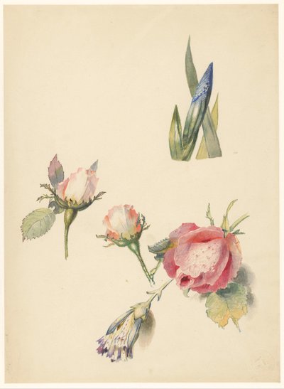 Folha de estudo com três rosas e uma íris de Albertus Steenbergen