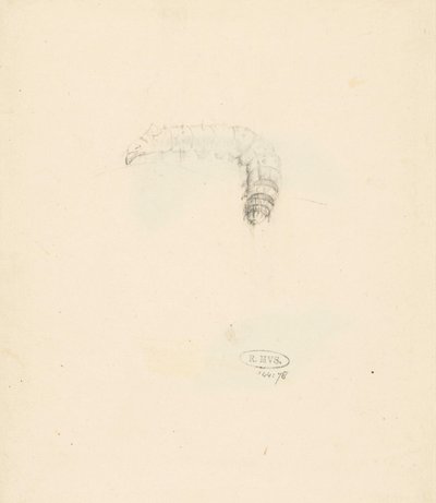 Studieblad com rups, Lasiocampa Quireifolia de Albertus Steenbergen