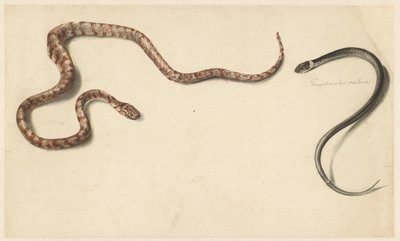 Duas cobras tropicais de Albertus Steenbergen