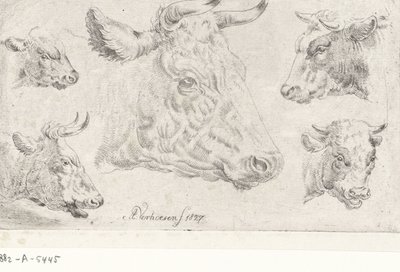 Cinco cabeças de vacas de Albertus Verhoesen