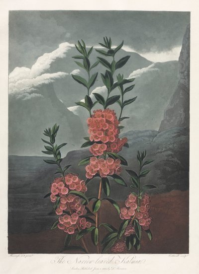 O Templo da Flora, ou Jardim da Natureza: A Kalmia de Folhas Estreitas de Albrecht Altdorfer