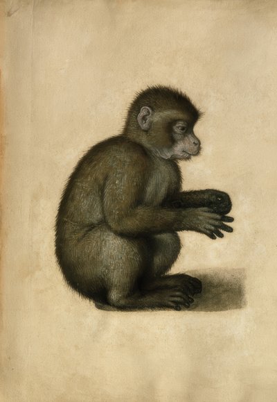 Macaco - Aguarela, atractivo de A.Dürer. de Albrecht Dürer