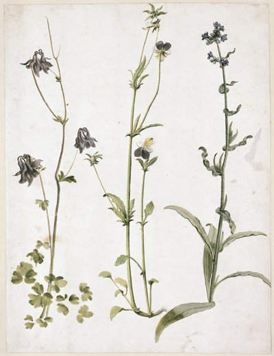  de Albrecht Dürer