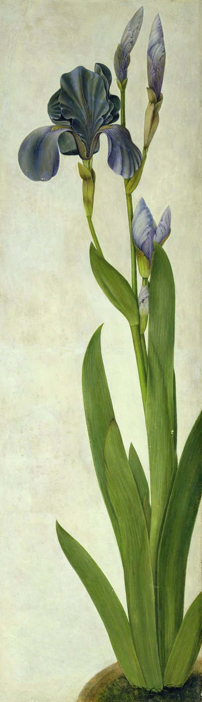 Uma íris (vaso sanitário e guache sobre papel) de Albrecht Dürer
