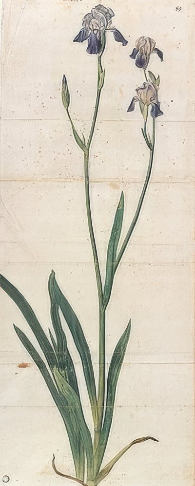 Íris de florescência azul - Iris Germanica (Iris Trojana). Por volta de 1503 de Albrecht Dürer