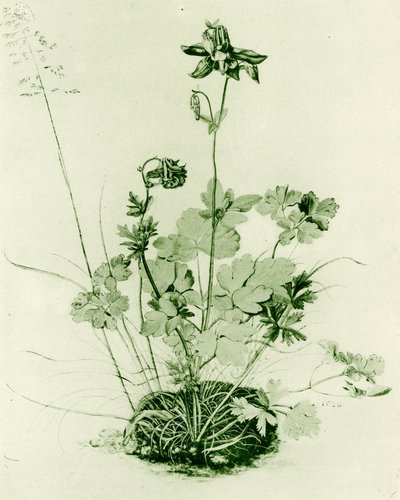 Aquilégia de Albrecht Dürer