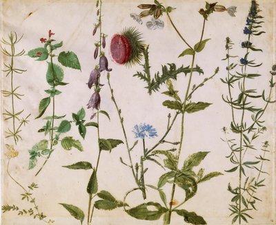 Oito Estudos de Flores Silvestres, ca 1515-1520. de Albrecht Dürer