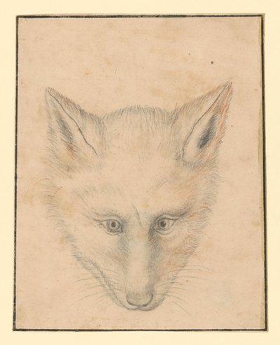Cabeça de raposa, vista de frente de Albrecht Dürer