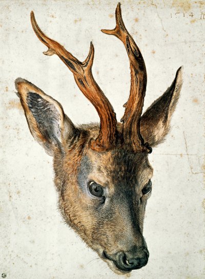Cabeça de veado (caneta e tinta no papel) de Albrecht Dürer