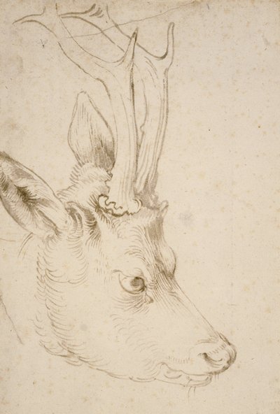 Chefe de um roebuck de Albrecht Dürer