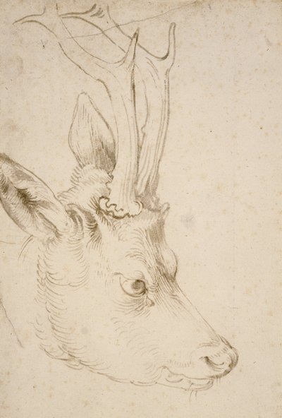 Cabeça de um Roebuck, 1503 de Albrecht Dürer