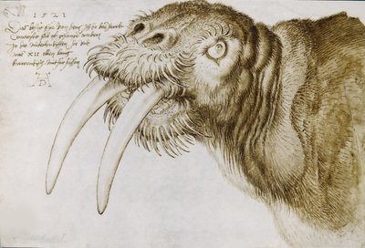 Cabeça de uma morsa, 1521. de Albrecht Dürer