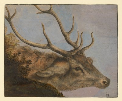 Cabeça de veado de Albrecht Dürer