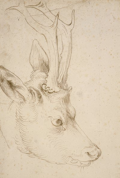 Cabeça Roebuck. Por volta de 1503 de Albrecht Dürer