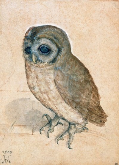 Pequena coruja, 1508. de Albrecht Dürer