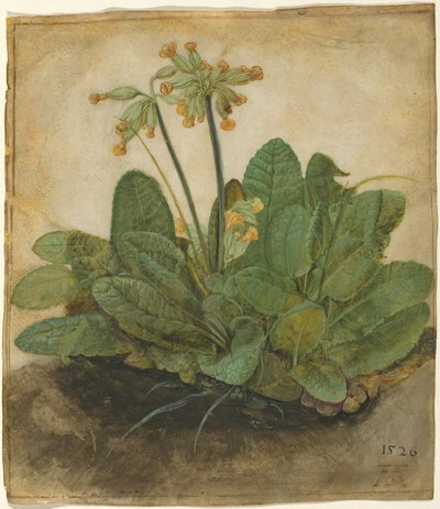 Tufo de prímulas de Albrecht Dürer