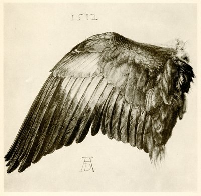 Asa de um rolo azul de Albrecht Dürer