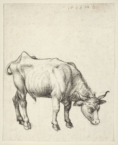 Touro Jovem de Albrecht Dürer