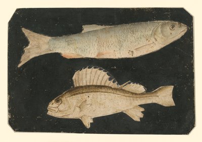 Dois peixes um por cima do outro (truta e peixe Knorr) de Albrecht Dürer