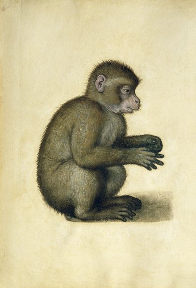 Um macaco (aquarela e guache no papel) de Albrecht Dürer