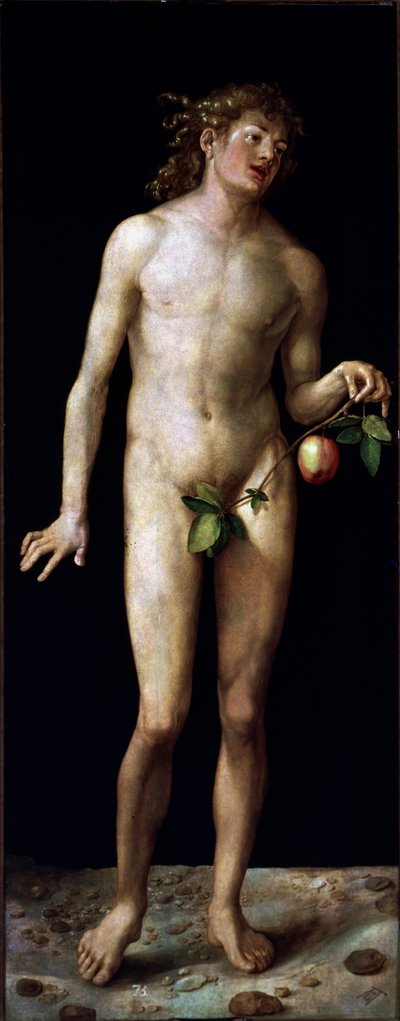 Adão de Albrecht Dürer or Duerer