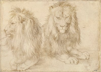 Dois leões sentados - Desenho de Albrecht Durer (1471-1528) de Albrecht Dürer