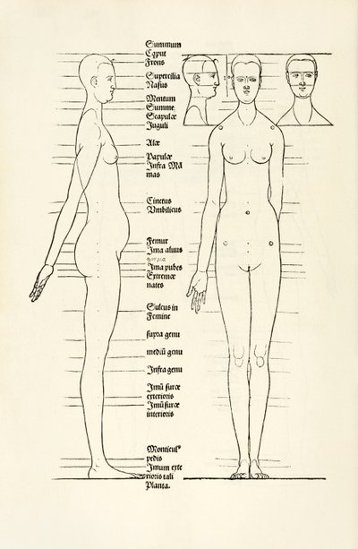 Madeira anatômica feminina de 