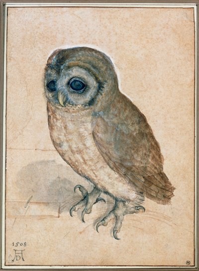 Kaeuzchen - A corujinha de Albrecht Dürer or Duerer