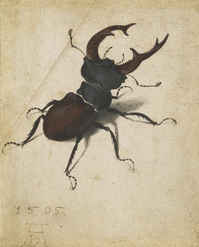Besouro de veado de Albrecht Dürer