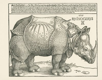 O Rinoceronte de Albrecht Dürer or Duerer