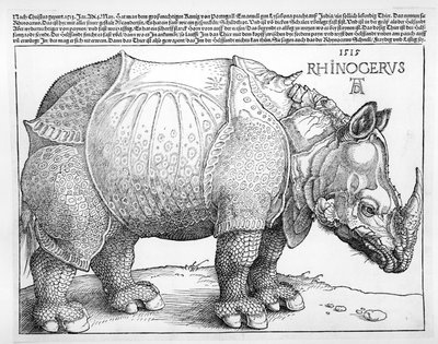 O Rinoceronte, 1515 de Albrecht Dürer