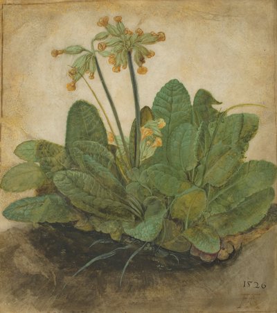Tufo de Cowslips, 1526 de Albrecht Dürer