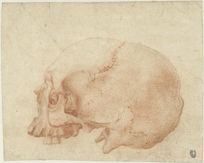 Estudo de um crânio de Alessandro Allori