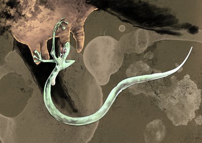 Fantásticos monstros e criaturas, criptozoologia: representação de um Tatzelworm (ou verme uma pata ou arassas) Desenho de Alessandro Lonati, 2012 de Alessandro Lonati