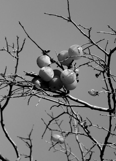 Jardim conceitual,2019,(fotografia) de Alex Caminker