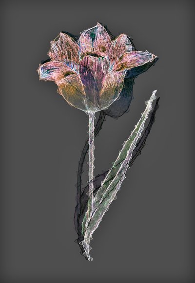 Flor, 2020, (mídia mista) de Alex Caminker