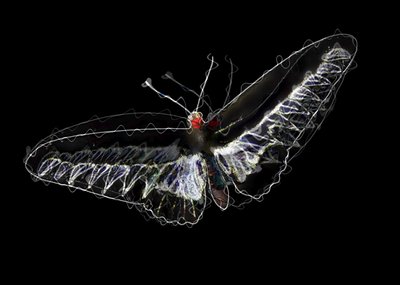 borboleta preta, 2020, (mídia mista) de Alex Caminker