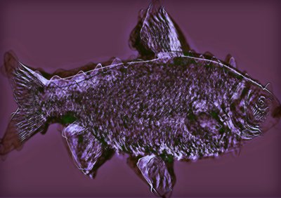 peixe, 2020, (mídia mista) de Alex Caminker