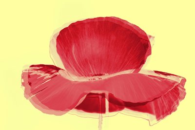 tulipa vermelha,2019,(mixed media) de Alex Caminker