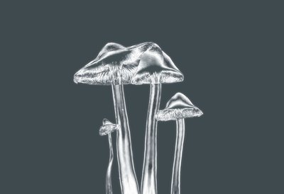 Silver Mashrooms,2019,(fotografia) de Alex Caminker