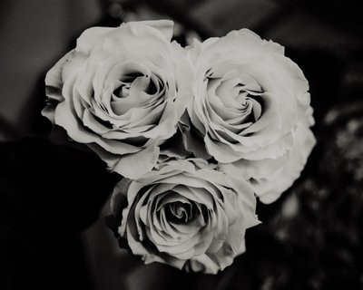 três rosas,2019,(fotografia) de Alex Caminker