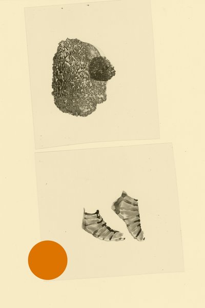 Cefalópode de Alexander Adiels