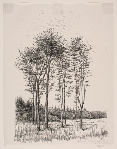 Árvores de faia brotadas de Alexander Blom