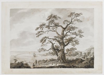 Adicionar. 15508, nº 4, Tree on the Tree Hill, Otaheite, de 