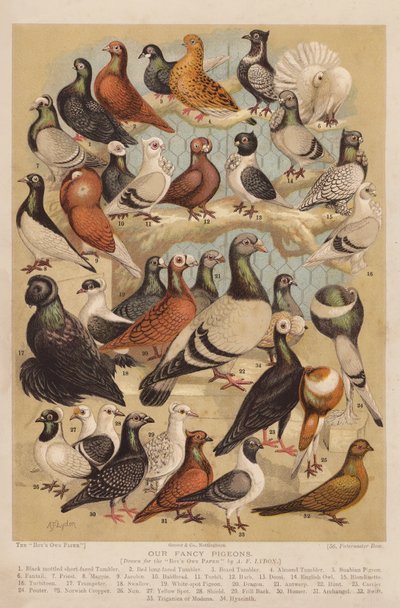 Pombos (cromolito) de Alexander Francis (after) Lydon